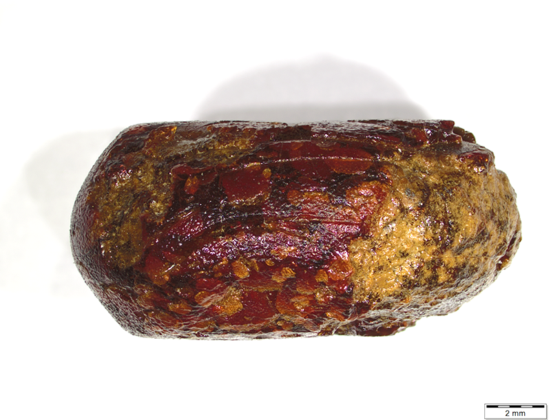 verona_storia-naturale_vago-di-ambra_da-franzine-nuove_foto-comune-vr