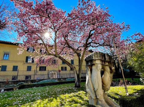 firenze_archeologico_giardino_fioritura-magnolie_foto-maf
