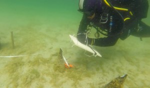 film_Memorie-di-un-mondo-sommerso_1_di-Philippe-Nicolet