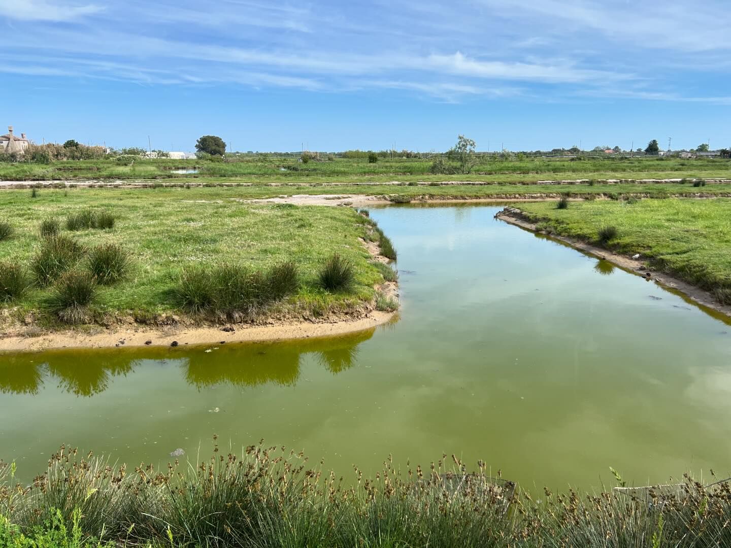 venezia_lio-piccolo_campagna-2024_ambiente-lagunare_foto-unive