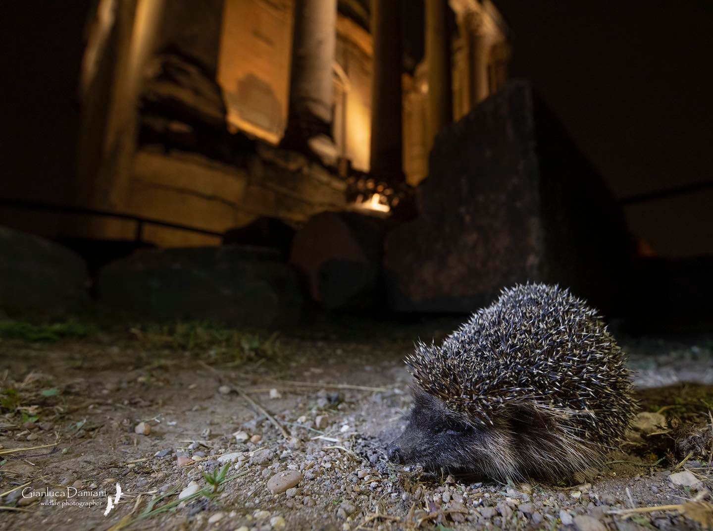 libro-spectio-la-natura-nascosta-del-parco-archeologico-del-colosseo_riccio_foto-gianluca-damiani