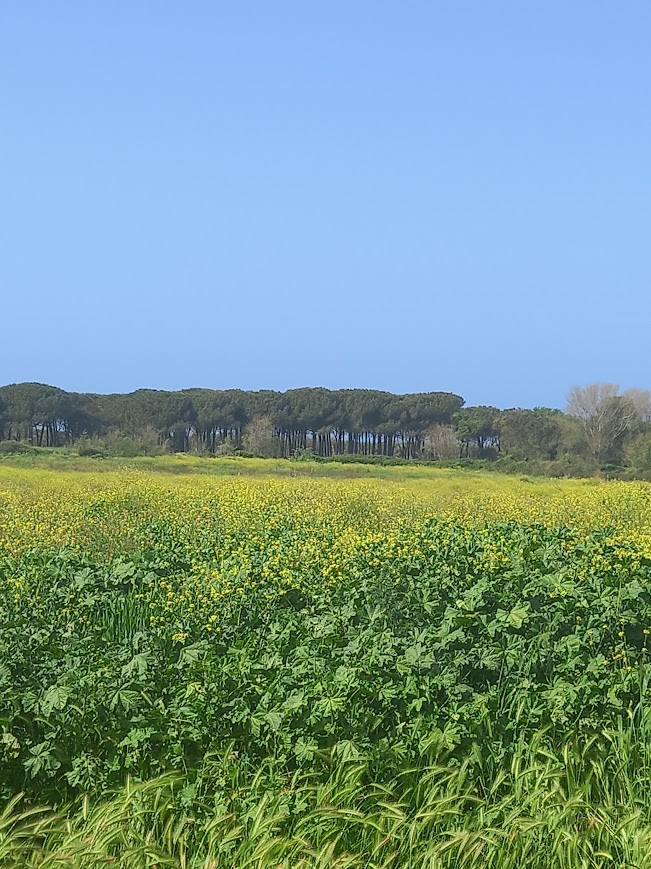 montalto-di-castro_murelle_panoramica_foto-sabap-vt-etr-mer