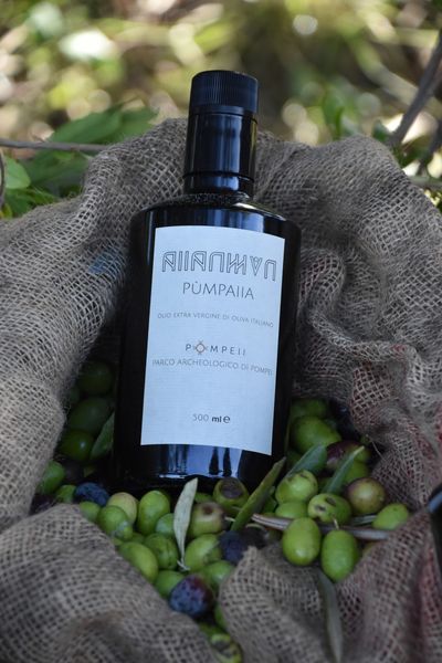 pompei_casa-della-nave-europa_raccolta-delle-olive_olio-pumpaiia_foto-parco-archeologico-pompei