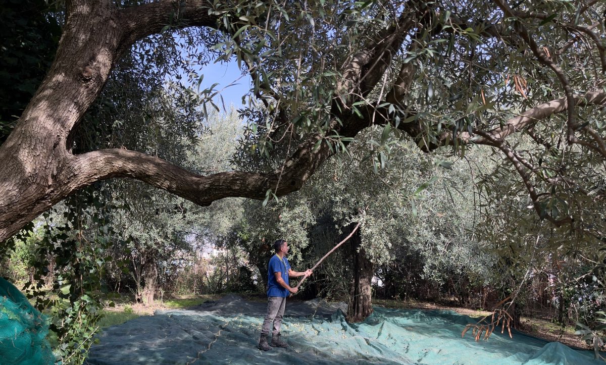 pompei_parco_raccolta-delle-olive_foto-parco-archeologico-pompei