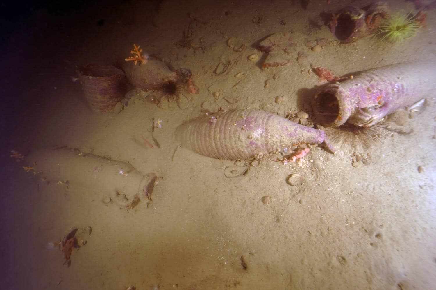 vendicari_sr_riserva_scoperte-anfore-romane_22_foto-regione-siciliana