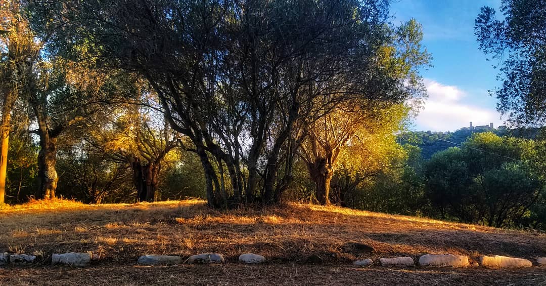 vetulonia_area-archeologica_tomba-del-duce_foto-muvet