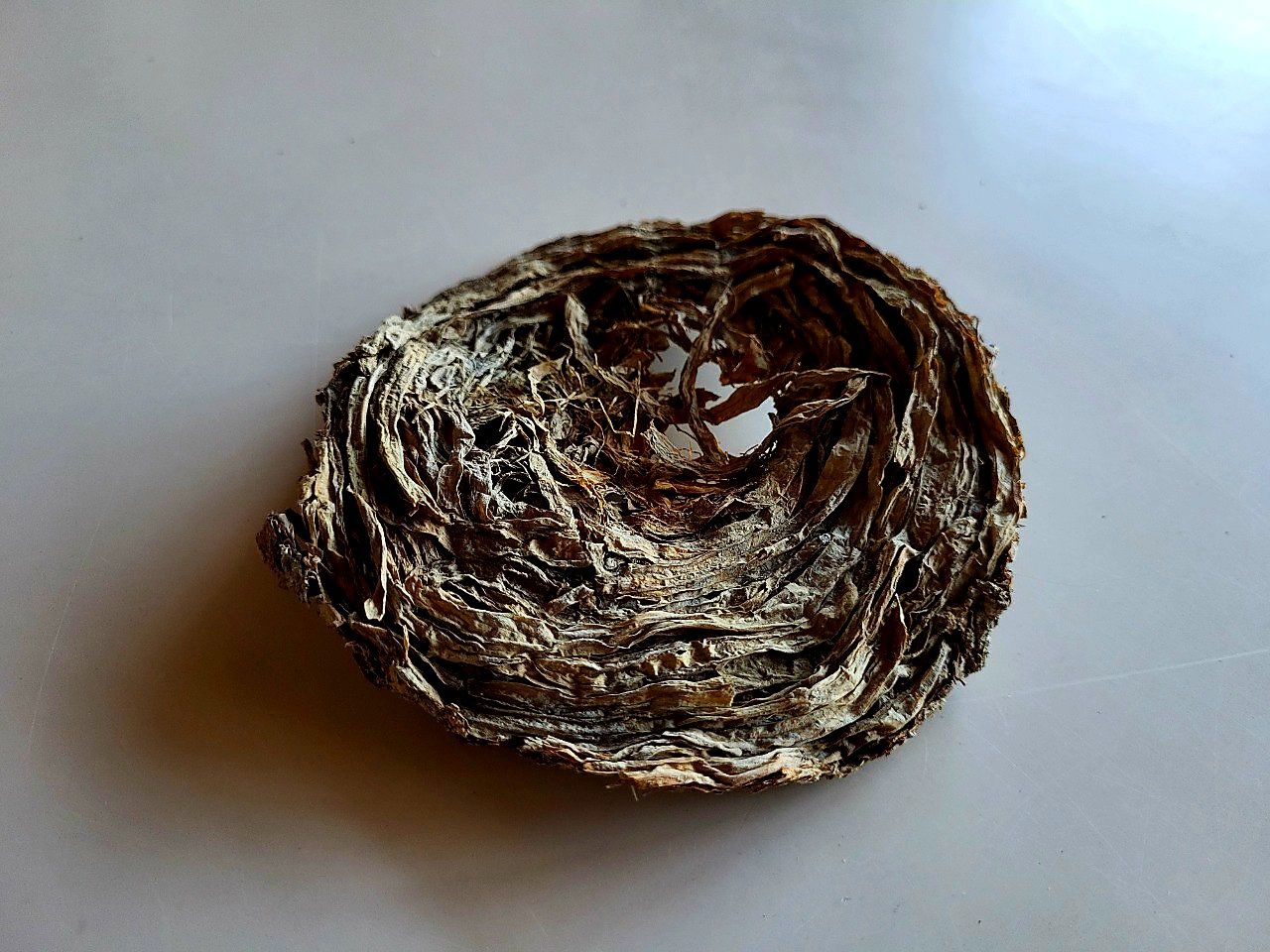 altino_parco_deposizione-di-nidi_foto-parco-altino