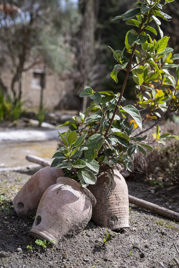 pompei_parco_casa-Orto-Botanico_Ollae-pertusae_foto-parco-archeologico-pompei